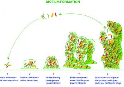 BioFilm formation